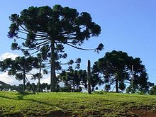 Florestas de Araucárias em Santa Catarina
